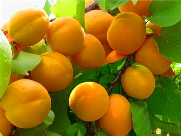 黃金杏樹(shù)苗